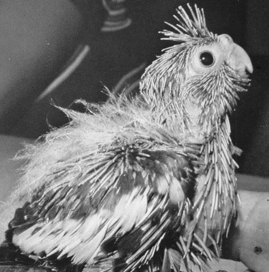 cockatiel egg hatching