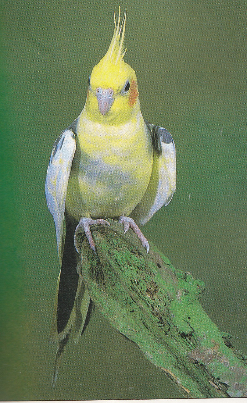 cockatiel