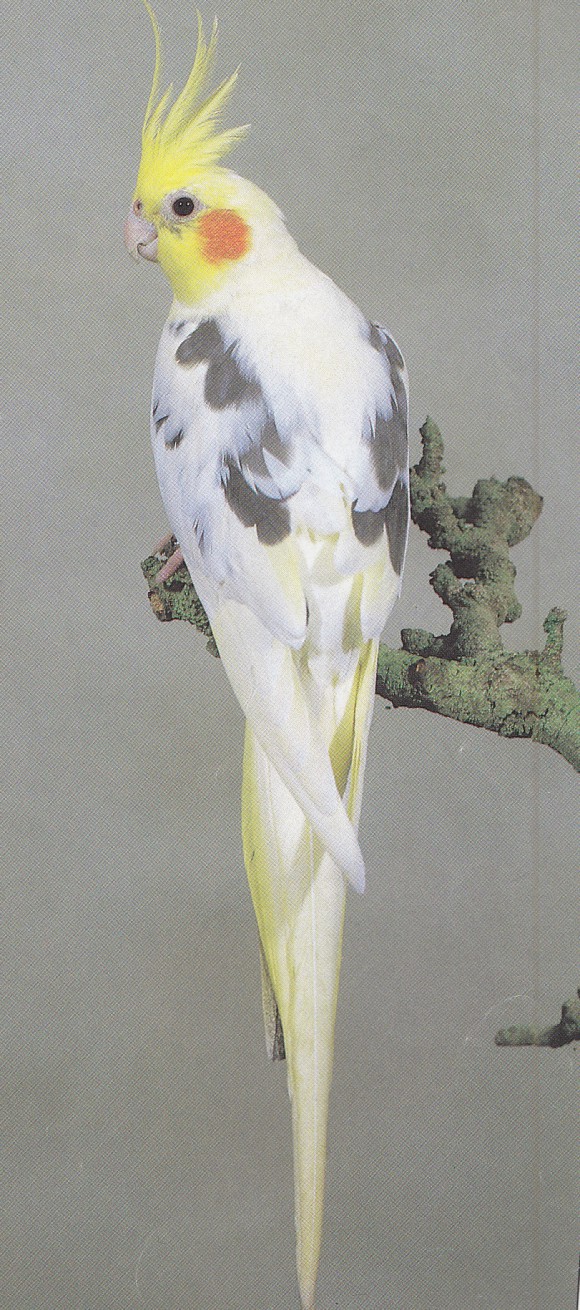 cockatiel tail feathers