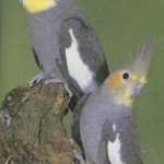 breeding cockatiels
