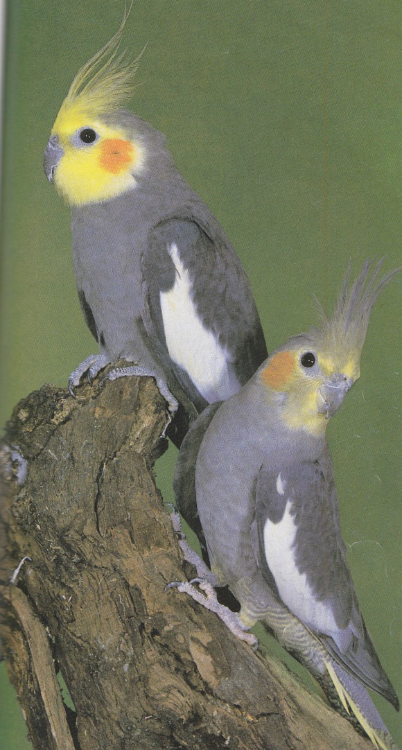 Cockatiel Breeders 73