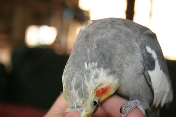 Cockatiels Love Having Their Heads Scratched