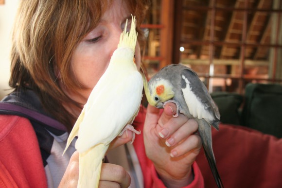 how to train cockatiel to do tricks