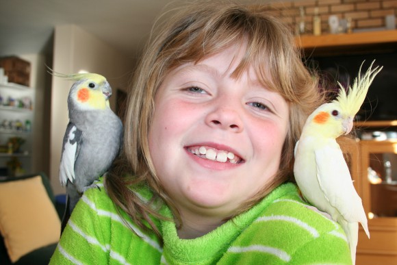 My Daughter Loves Playing with The Cockatiels