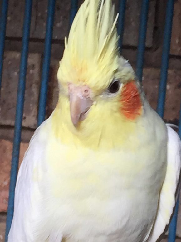 facts on cockatiels