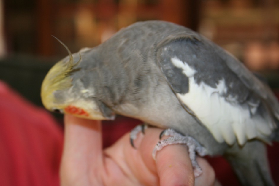 how to create a bond with your cockatiel