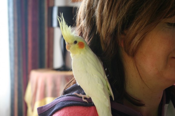 Training your cockatiel