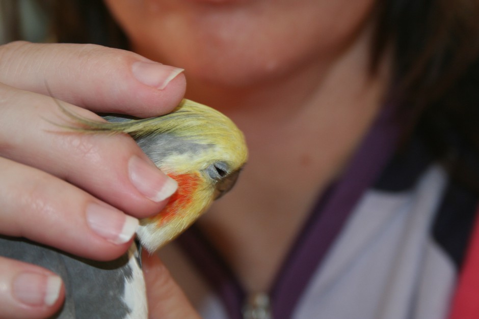 how to teach your cockatiel to talk