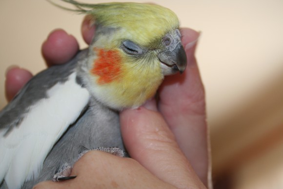 tame your cockatiel