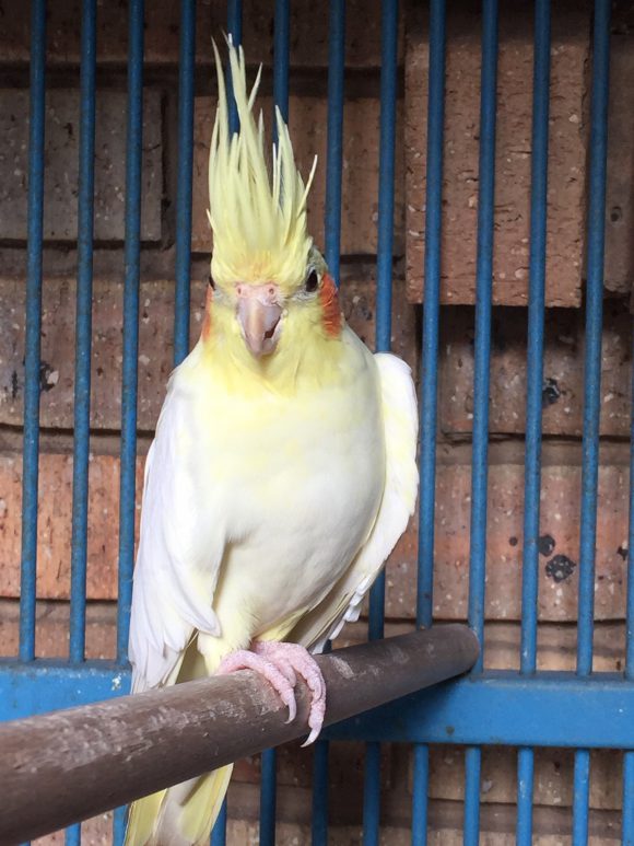 teach cockatiel tricks