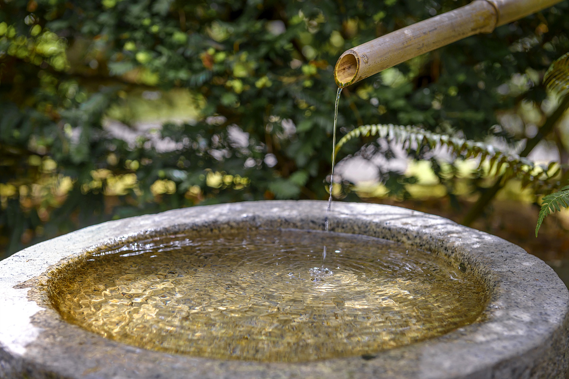 LifetimeStock-127026-L - Cockatiels As Pets