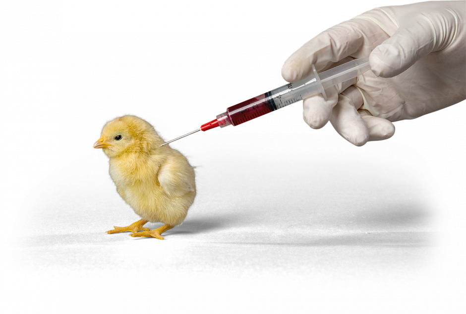 cockatiel diseases