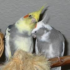 cockatiel health problems