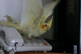 trim cockatiel wings