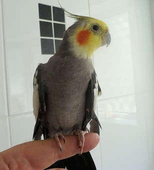 cockatiel training
