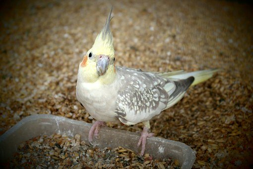 best food for cockatiels