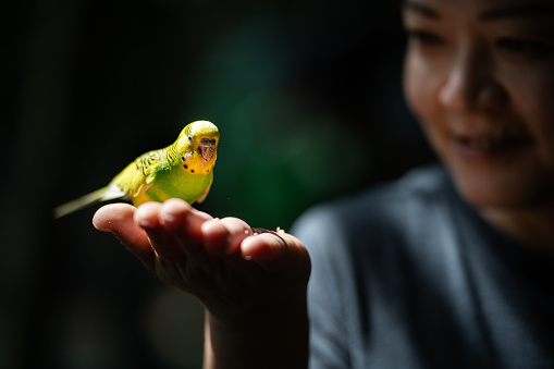 how to bond with your bird