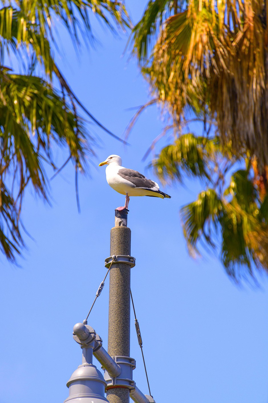 perch