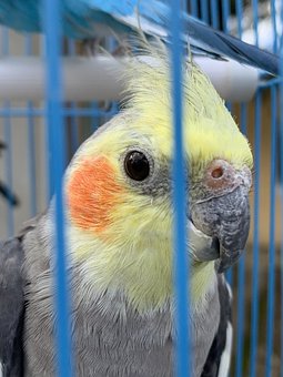 all about cockatiels