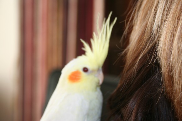 old cockatiel