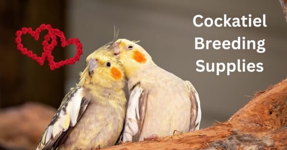 cockatiel breeding supplies