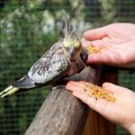 what to feed cockatiels