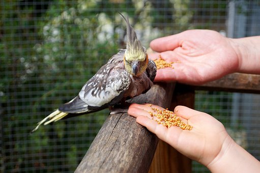 what to feed cockatiels
