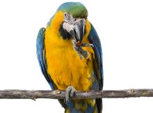 best parrot food