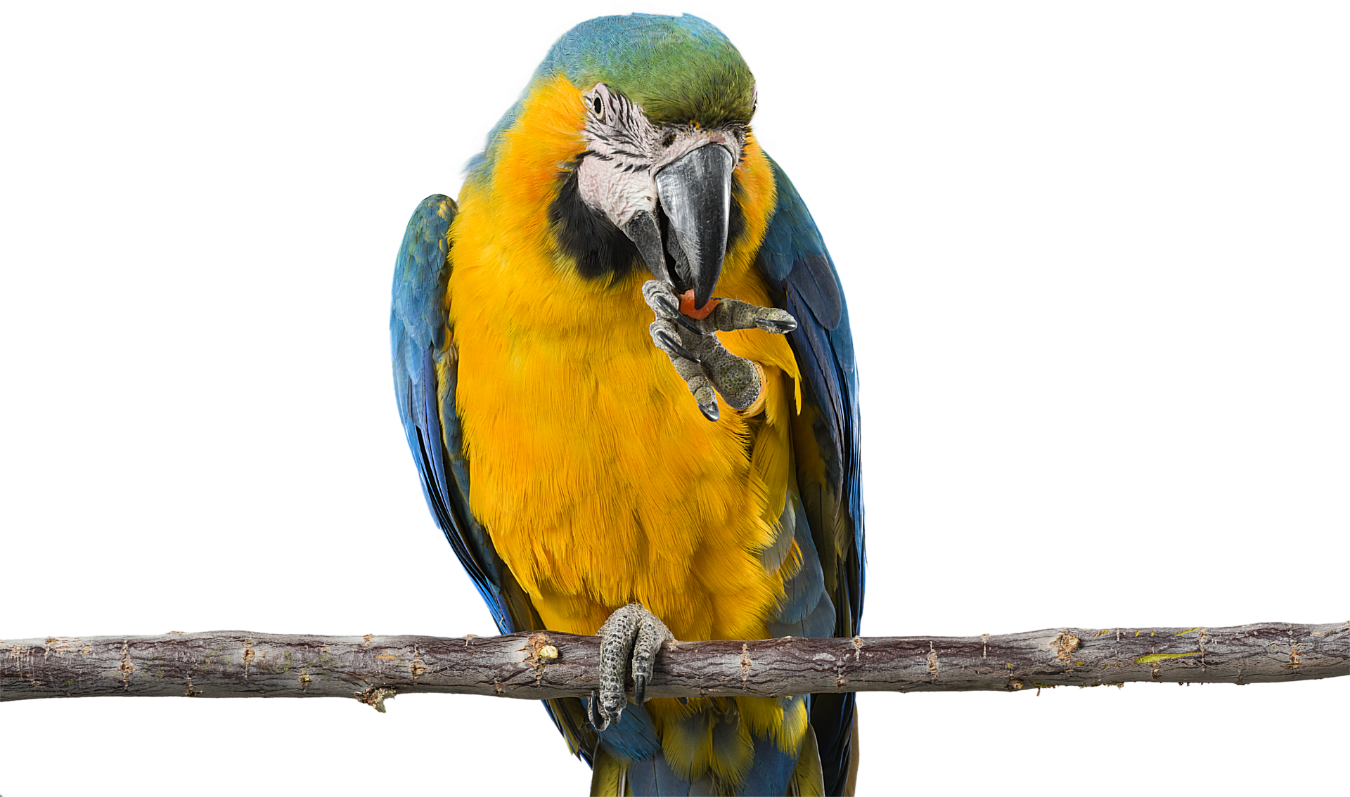 best parrot food