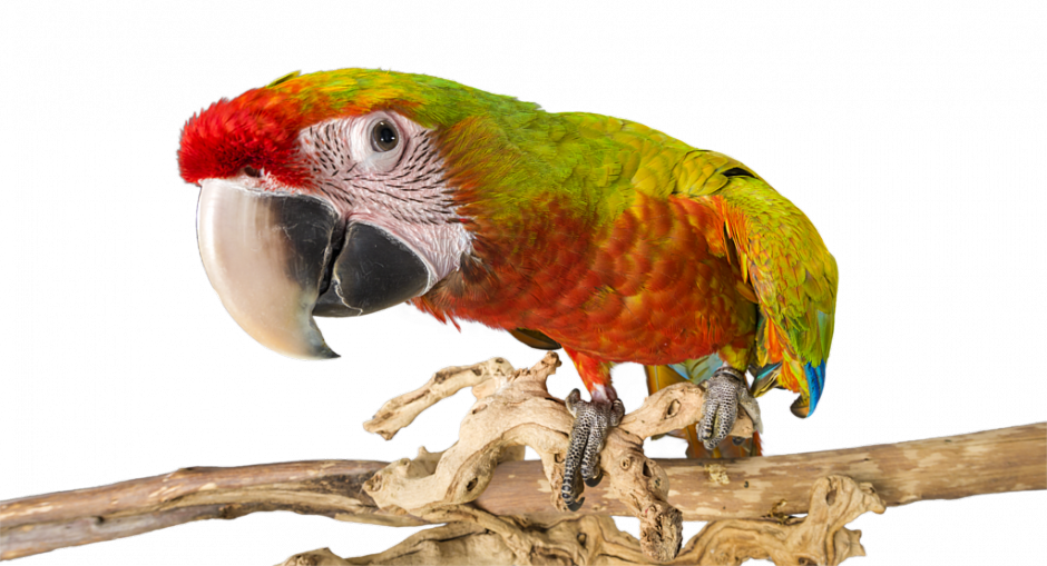 parrot training books