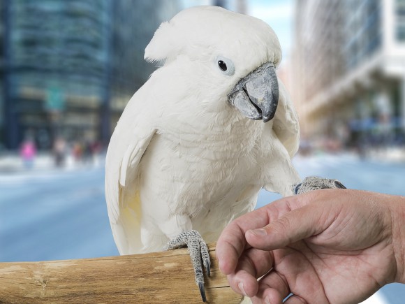 all about pet birds