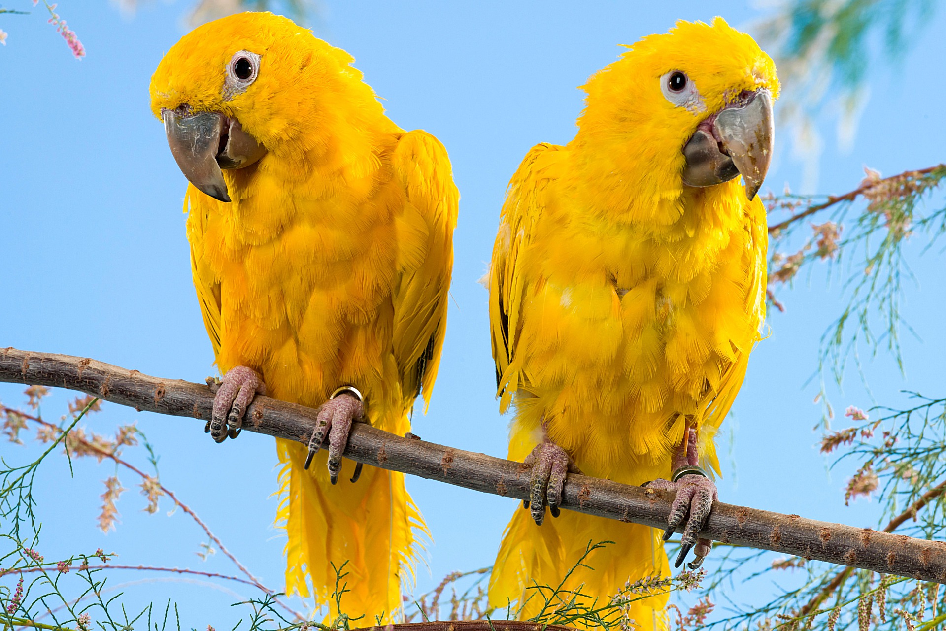 type of cockatoo parrot