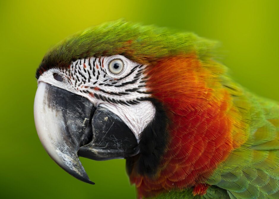 food for parrots
