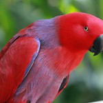Eclectus parrots as pets