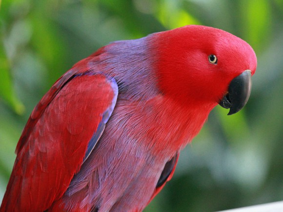 Eclectus parrots as pets