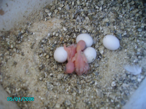 hand rearing baby cockatiels