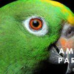 amazon parrots books