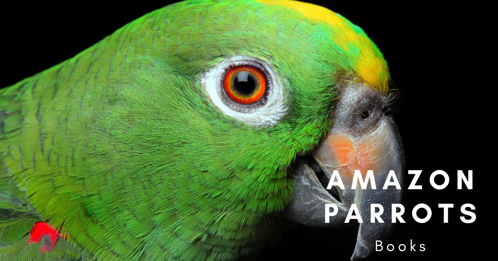 amazon parrots books