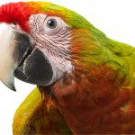 parrots for dummies