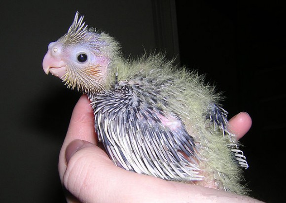 hand rearing baby cockatiels