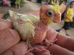 hand rearing baby cockatiels