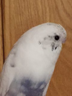 budgies as pets