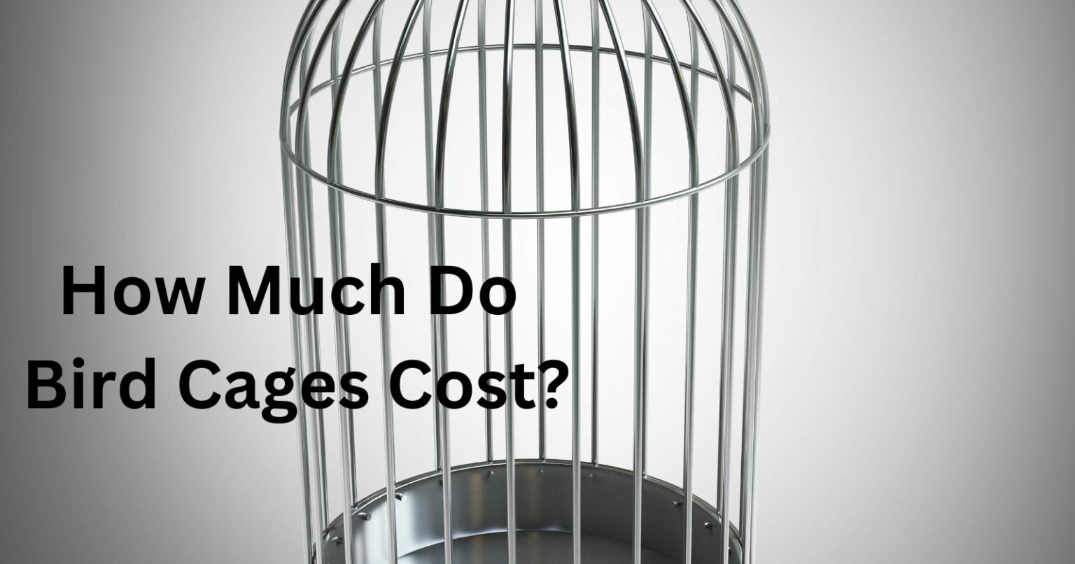 How Much Do Bird Cages Cost? Cockatiels As Pets