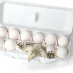 how much do bird cages cost