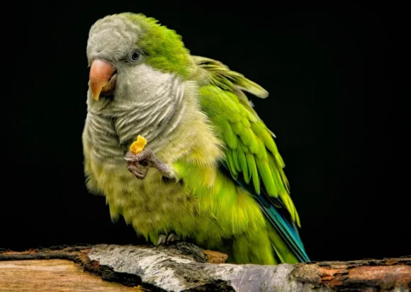 best foods for parrots