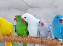 What Are The Best Small Parrots As Pets? - Cockatiels As Pets