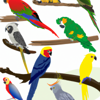 parrots of the world