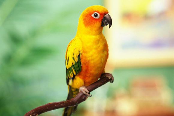 best small parrots as pets