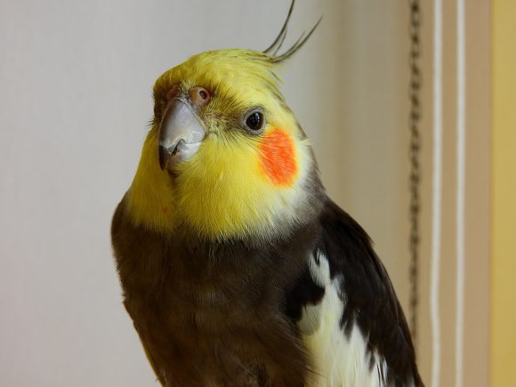 National Cockatiel Society