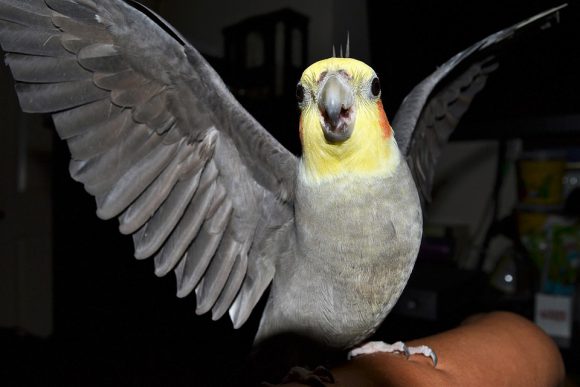 cockatiel questions